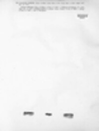 Calicium abietinum image